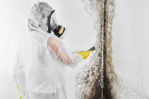 Best Post-Flood Mold Remediation in Olive Branch, MS