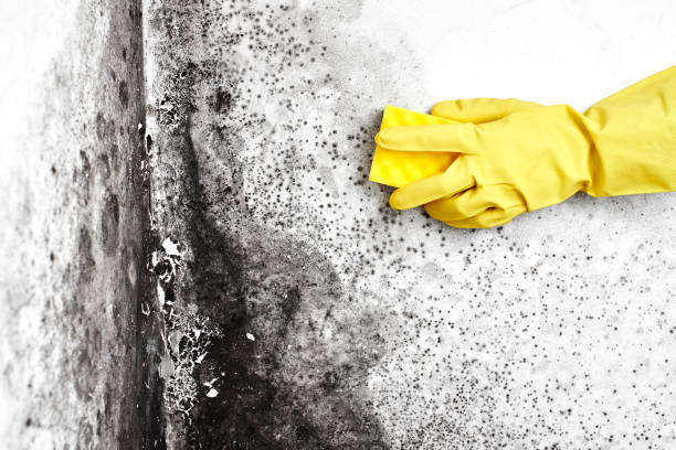 Best Bathroom Mold Remediation in Olive Branch, MS