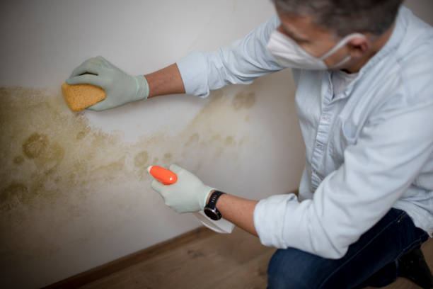 Best Insurance-Related Mold Remediation in Olive Branch, MS