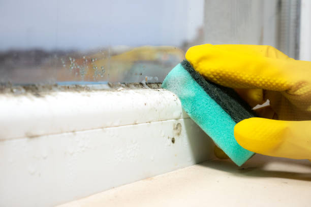 Best Attic Mold Remediation in Olive Branch, MS