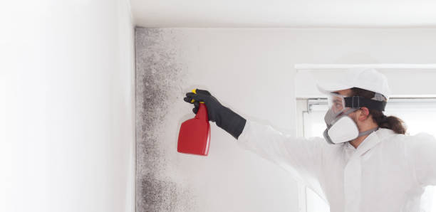 Best Post-Remediation Services in Olive Branch, MS