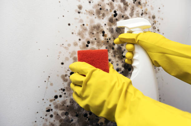 Professional Mold Remediation in Olive Branch, MS