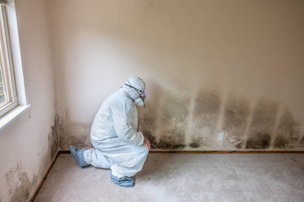 Best DIY Mold Remediation Support Services in Olive Branch, MS