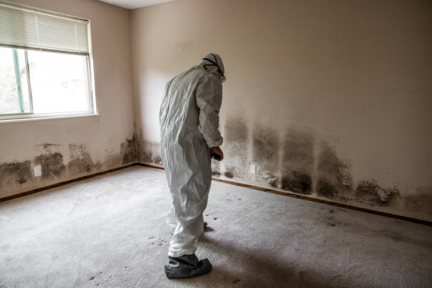 Best Black Mold Remediation in Olive Branch, MS