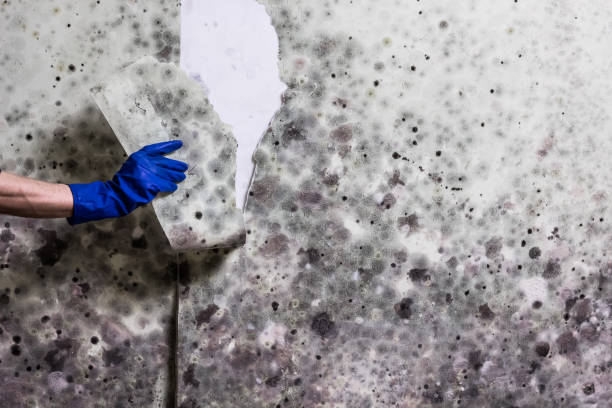 Best Health and Safety Mold Remediation in Olive Branch, MS