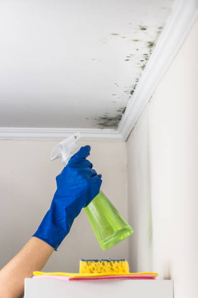 Best Attic Mold Remediation in Olive Branch, MS